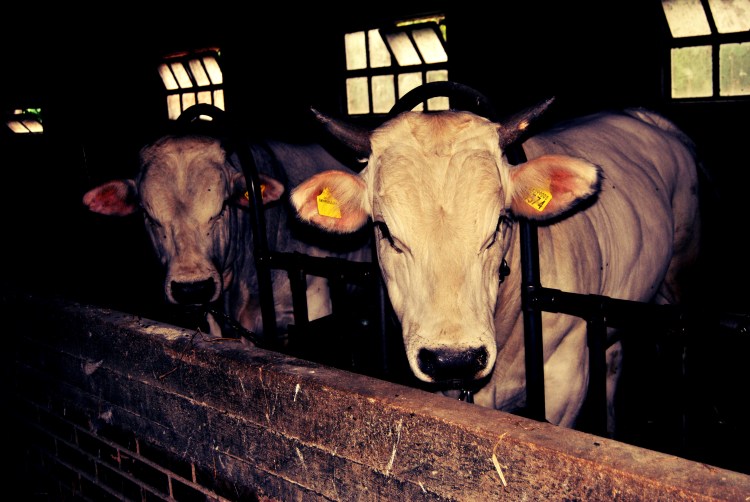 bovini_fattoria Fucili