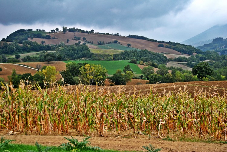 Fattoria Fucili landscape