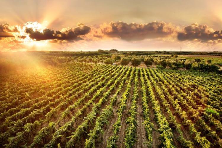 cantele_vigna_foodtrip