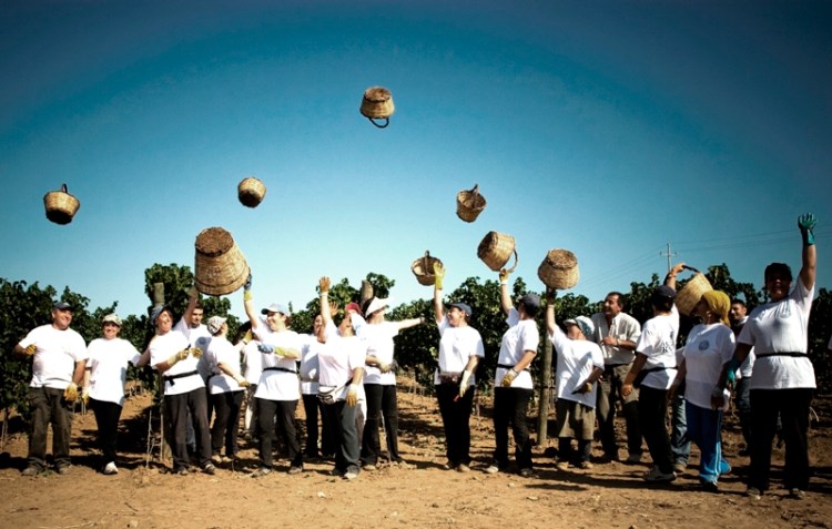 vendemmia tenute rubino